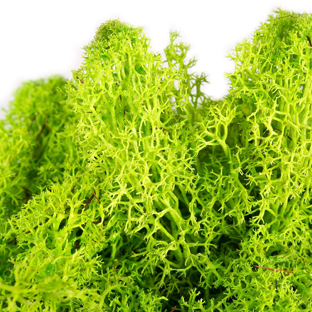 Mech chrobotek zielony trawka żywa 30g preparowany